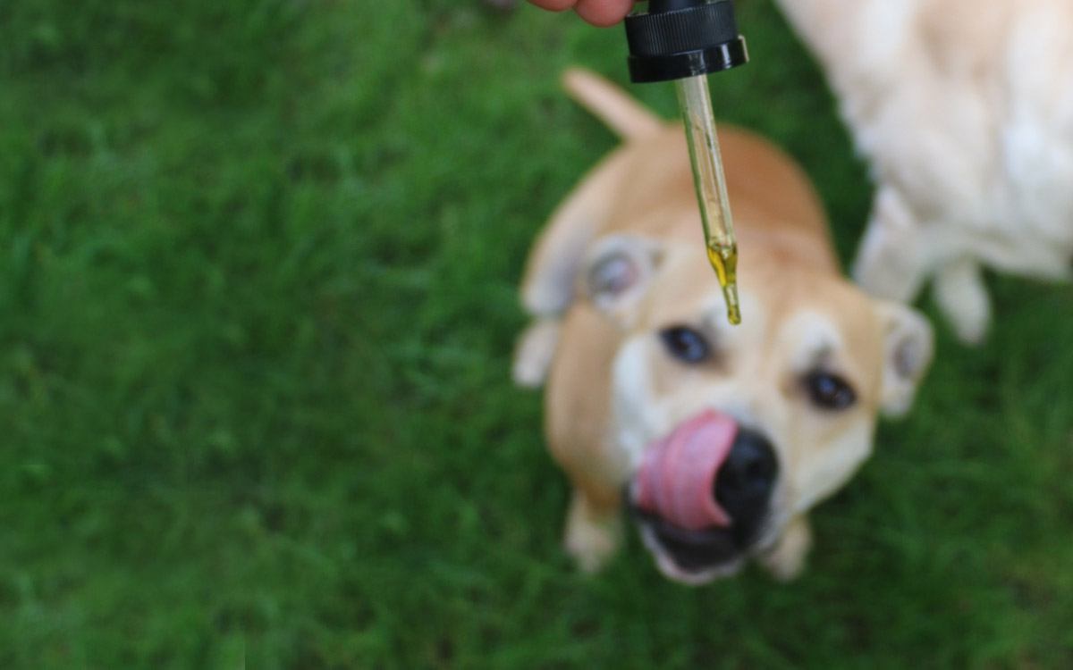 What Is CBD Oil for Dogs & Should You Give It A Chance?